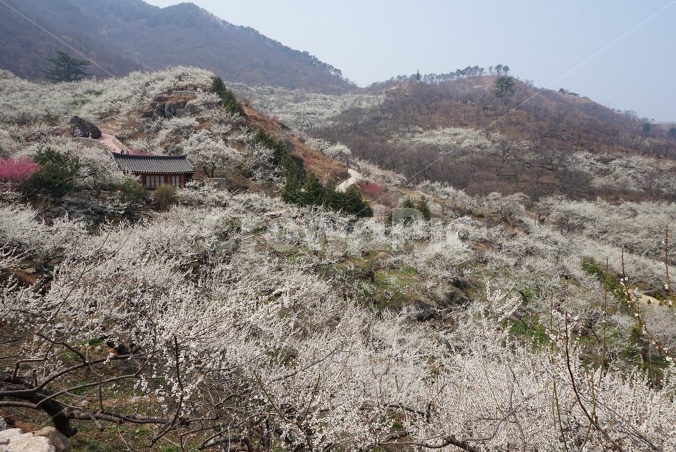 광양,매화꽃,매화축제,자연,풍경,자연,풍경,nature,landscape,outdoors,옥외,slope,경사