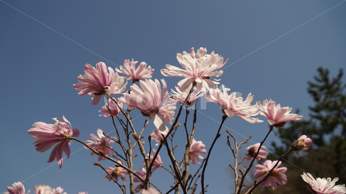 꽃,들꽃,flower,분홍꽃,식물