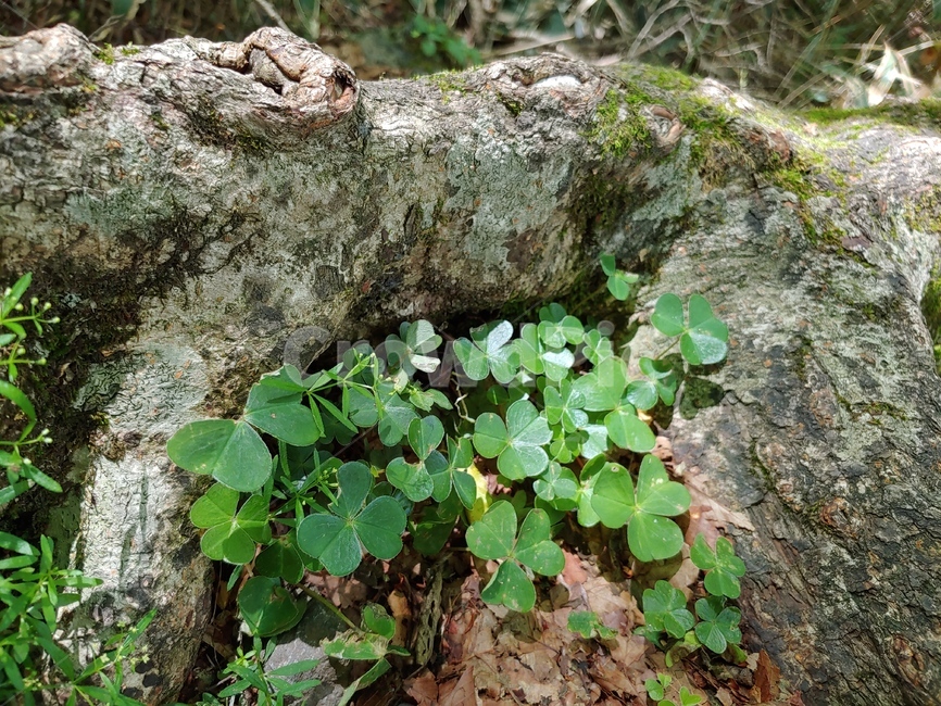 클로버,들풀,야생화,숲속,풀,green,woods,plant,식물,자연,nature,환경,environment,행운,토끼풀