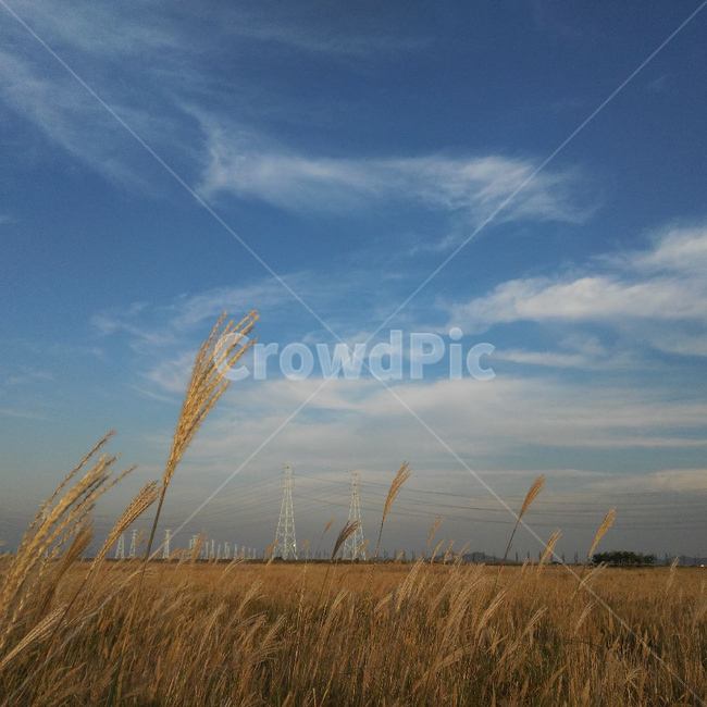 갈대,갈대밭,가을,갈대하늘,가을하늘,가을,계절,fall,autumn,season,자연,풍경,nature,landscape,plant,식물,grass,잔디,lawn