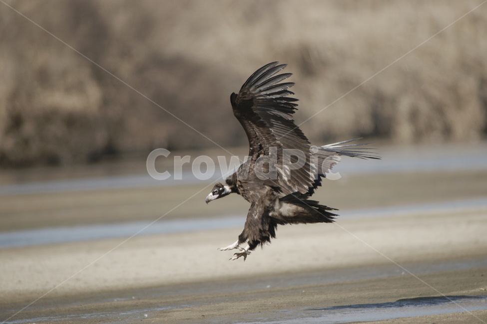 독수리,맹금류,대형조류,철새,비행,동물,animal,조류,새,birds
