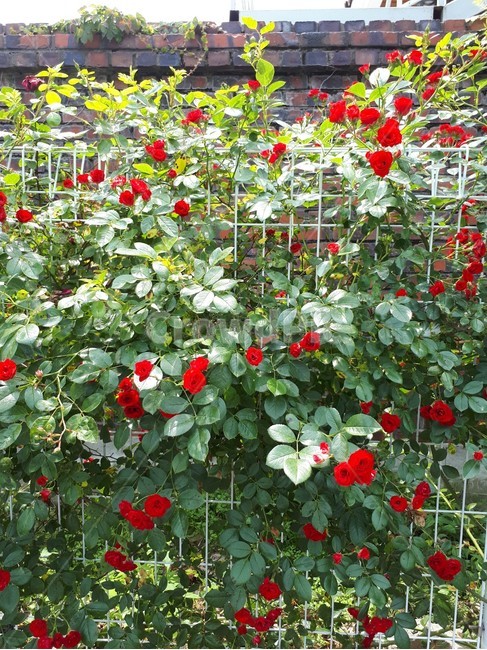 장미,들장미,rose,꽃,담장,넝쿨,flower,식물,계절,여름