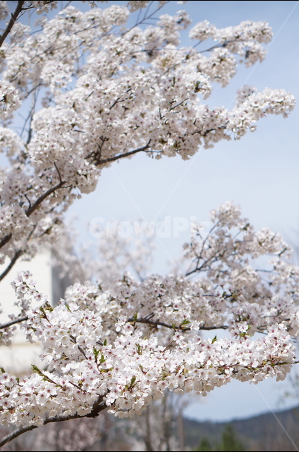 벗꽃,흰구름,4월,파랑하늘,하늘하늘,맑음,봄,계절,spring,season,식물,자연,plants,nature,꽃,flower,plant,blossom,cherry blossom,벚꽃