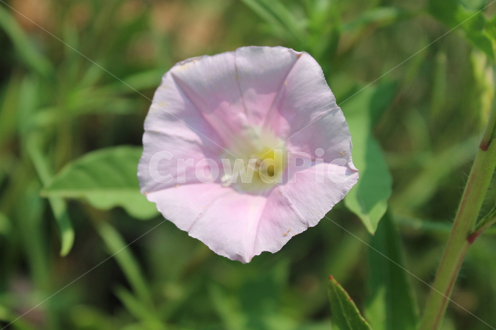 나팔꽃,보라색,꽃,flower,purple