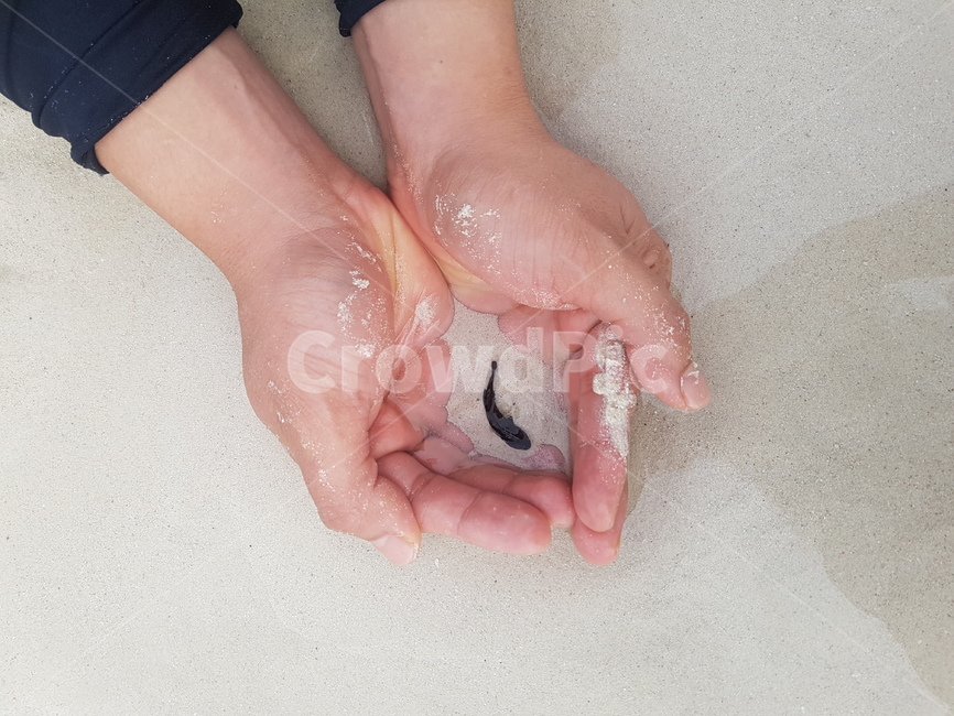 물고기,해변,모래,보라카이,손