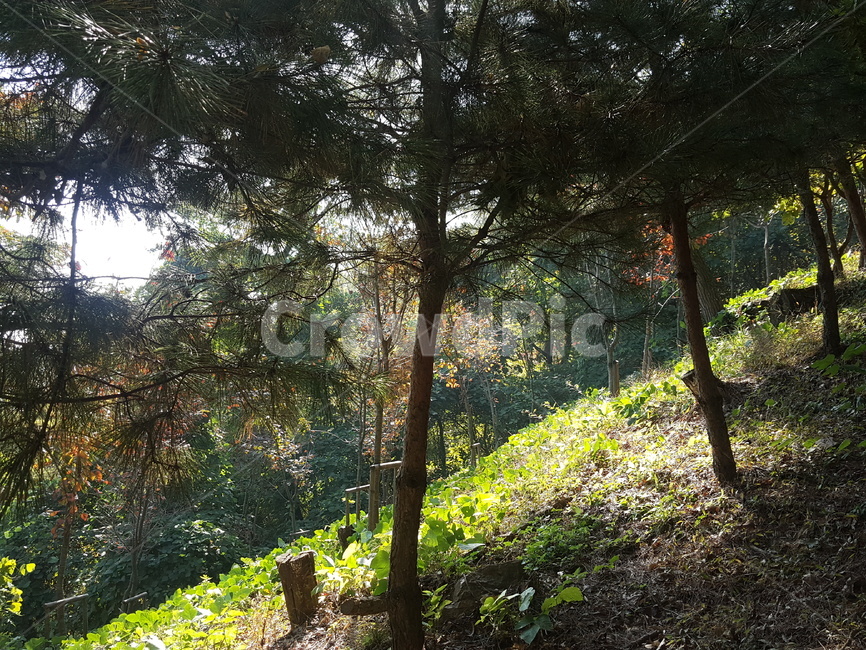 tree,나무,plant,식물,treetrunk,나무줄기,산,mountain,자연,풍경,nature,landscape