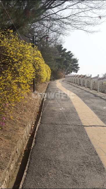 길,봄,개나리,한강,아름다움,봄,계절,spring,season,자연,풍경,nature,landscape,asphalt,아스팔트