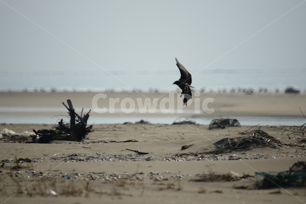 솔개,낙동강,강,죽은나무,새,동물,animal,조류,새,birds