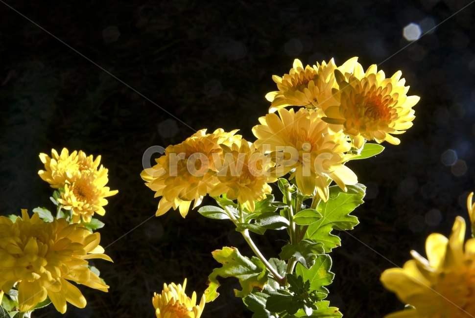 꽃,빛,노랑,국화,자연,식물,자연,plants,nature,꽃,flower