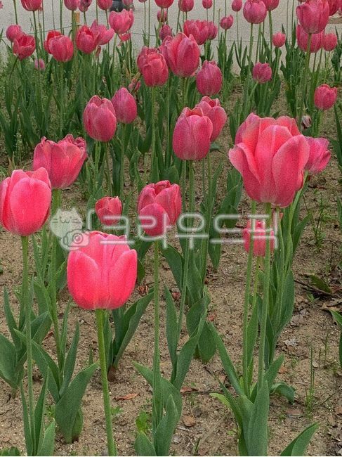 Tulip,Seoul Forest,pink tulips,Wallpapers,flower wallpaper,flower
