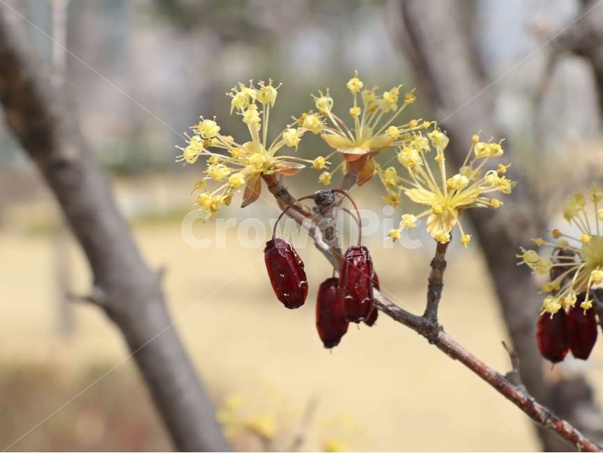 봄꽃,산수유,봄,공원,길에서,식물,자연,plants,nature,꽃,flower