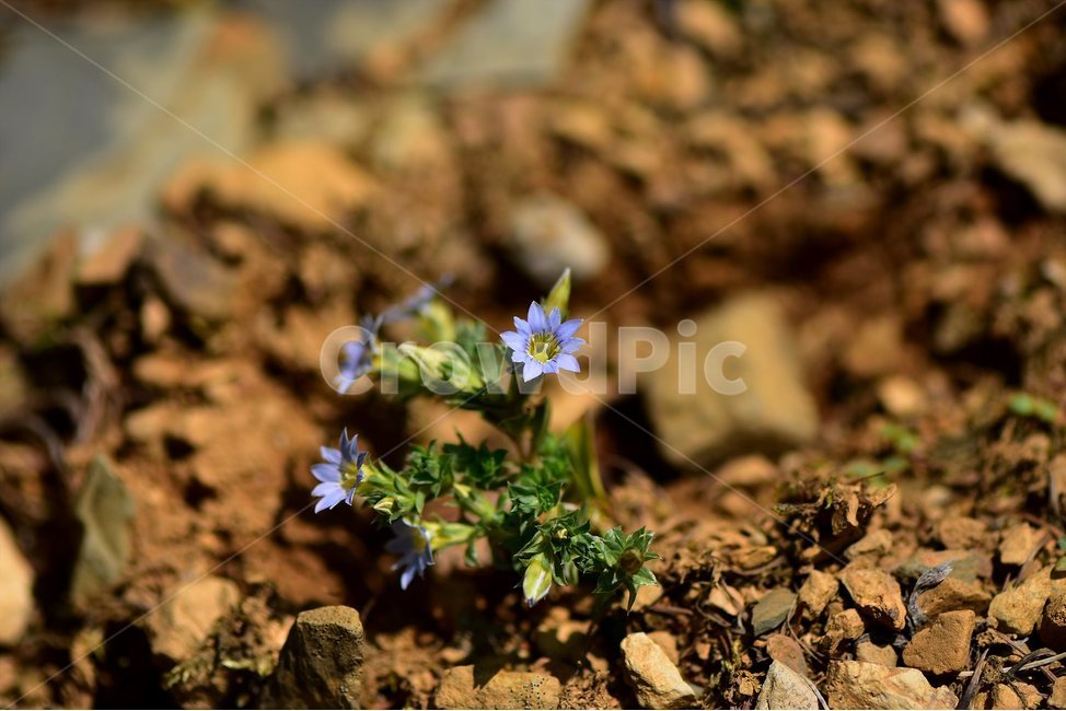 구슬붕이,야생화,꽃,식물,자연,생태,플라워,flower,plants,nature,식물,자연,plants,nature,꽃,flower