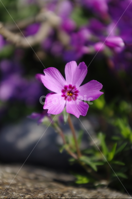 꽃,flower,꽃잔디,계절,봄,spring,식물,plant,자연,nature,식물,자연,plants,nature,꽃,flower