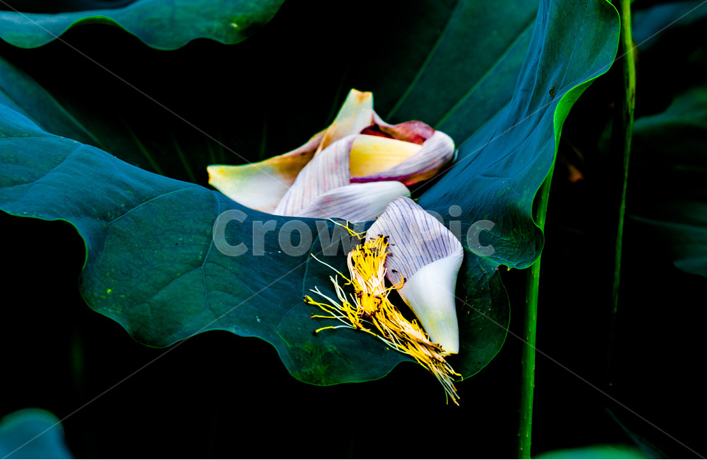 연잎,꽃잎,낙화,문양,무늬,식물,자연,plants,nature,꽃,flower