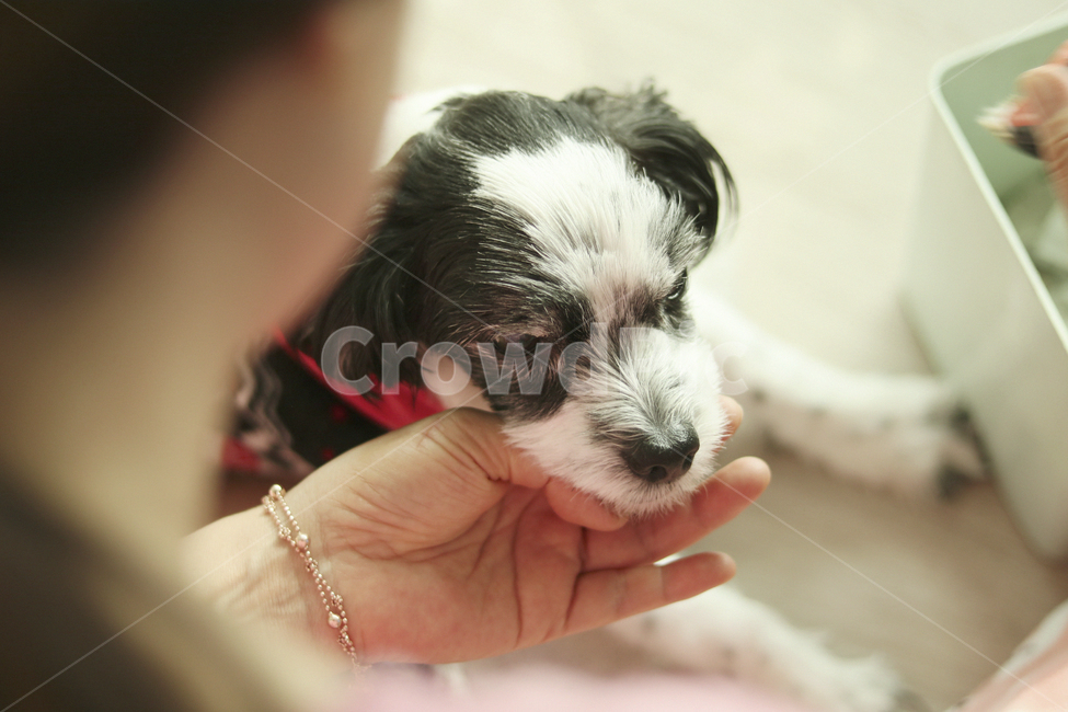 이발,미용,강아지,반려견,개,동물,dog,애견미용,동물,animal,포유류,mammal,개,강아지,dog,doggy