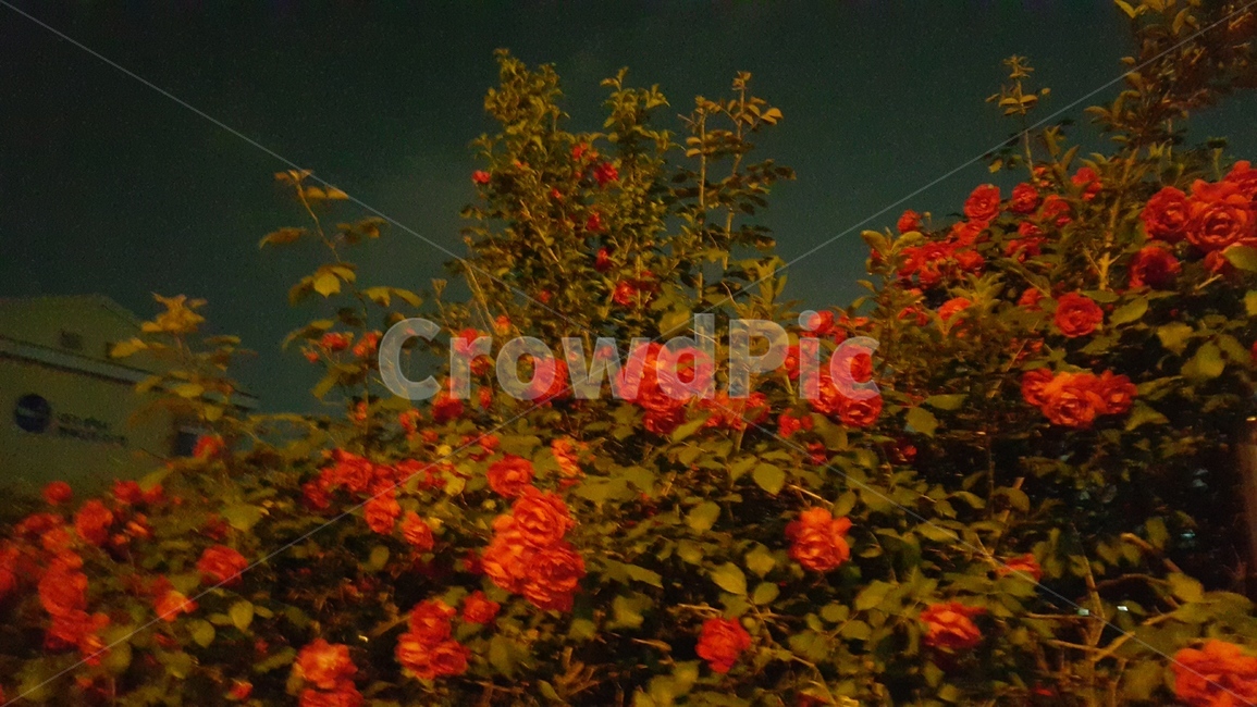 rose,장미,꽃,빨간장미,redrose,plant,식물,tree,식물,자연,plants,nature,꽃,flower