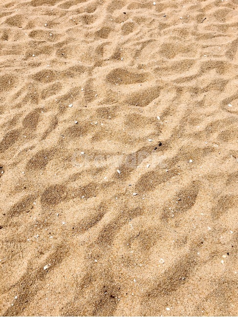nature,자연,outdoors,옥외,sand,모래,rug,깔개,beach,해변,해변가,여름,summer,조개,조개껍질,해변,바다,beach,sea