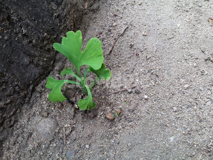 배경,들풀,은행잎,초록,가을,식물,자연,plants,nature