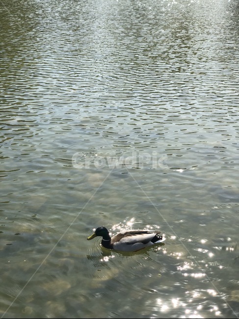 오리,청둥오리,duck,새,동물,bird,물새,animal,waterfowl,호수