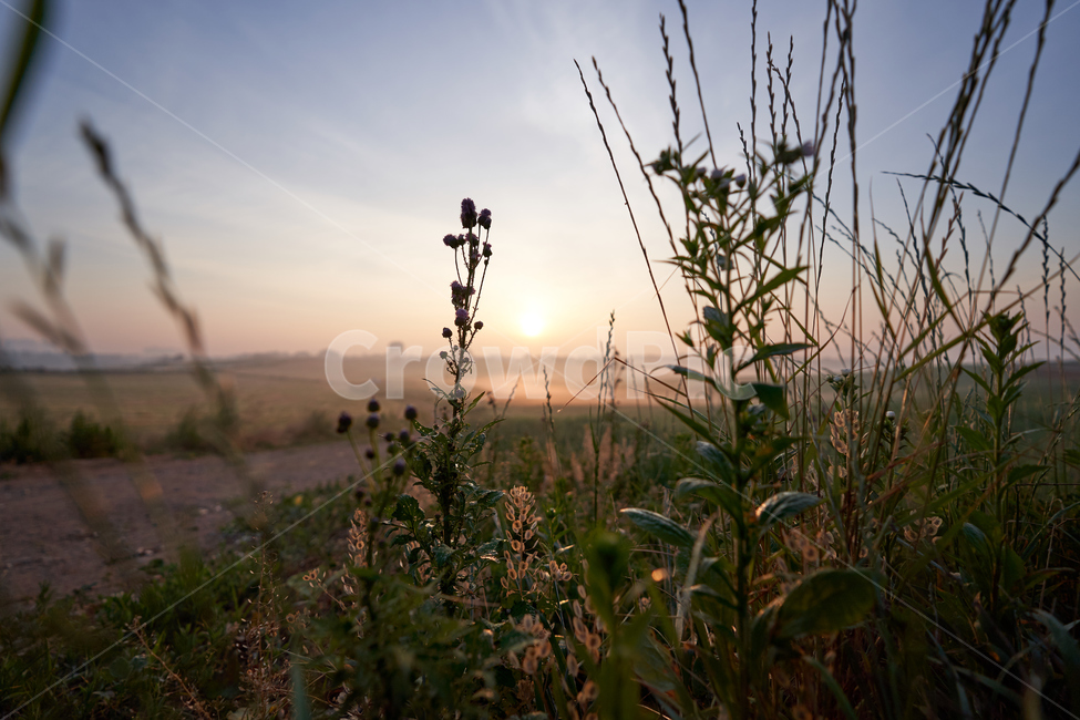 안성팜랜드,일출,물안개,안개,아침,목장,식물,자연,plants,nature