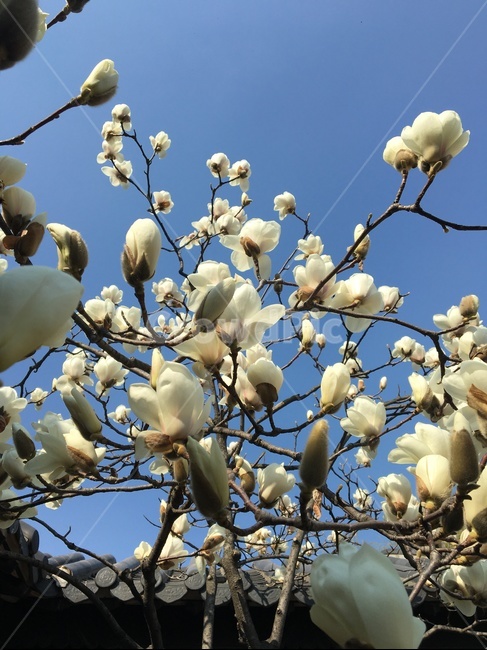 sky,white flower,magnolia blooming,nature,flower buds,tree,flower tree,magnolia tree,whiteflower,magnolia flower,flower,spring flowers,magnolia,petal,tile roof,plant,tile