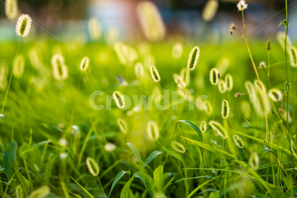 강아지풀,잔디,grass,정원,garden,식물,자연,plants,nature