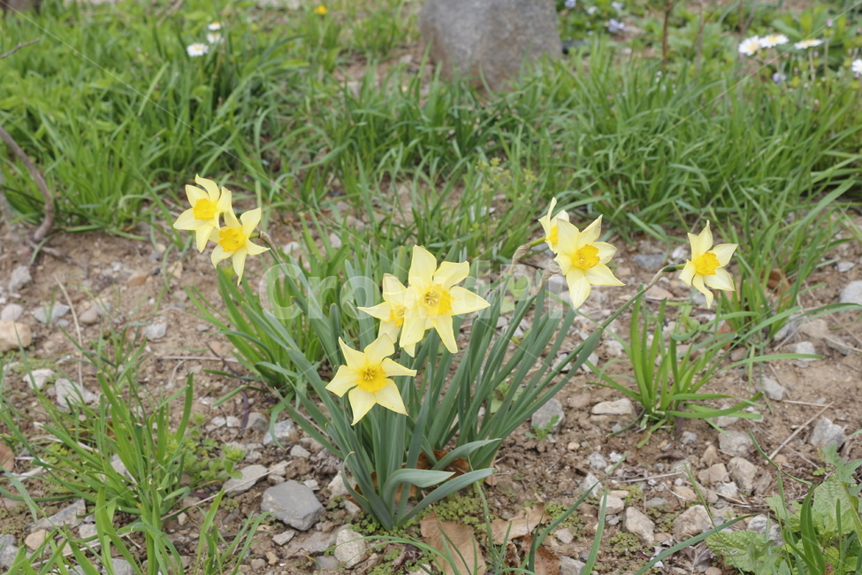 노랑,꽃,노란,yellow,flower