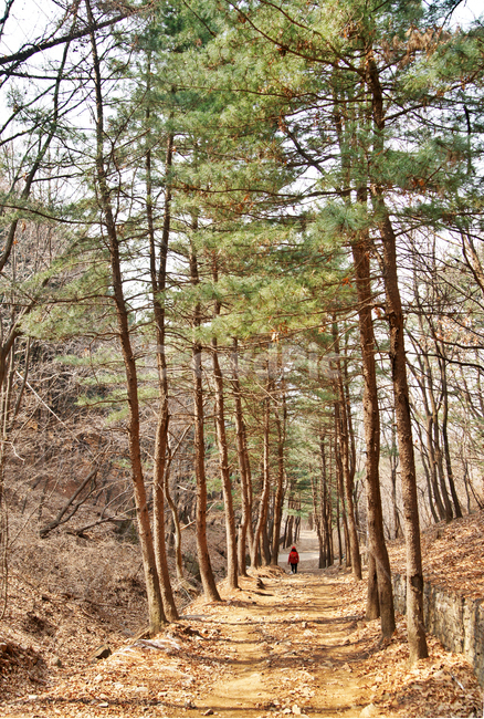검단산,등산로,거목,산책로,입구,하남,소나무,자연,풍경,nature,landscape,tree,나무,plant,식물