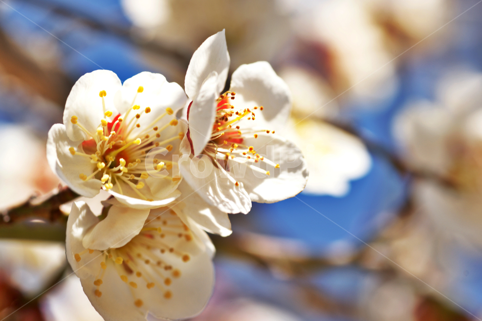 매화,꽃,매실나무,봄,계절,식물,사군자,장미과,봄,계절,spring,season,식물,자연,plants,nature,꽃,flower,plant
