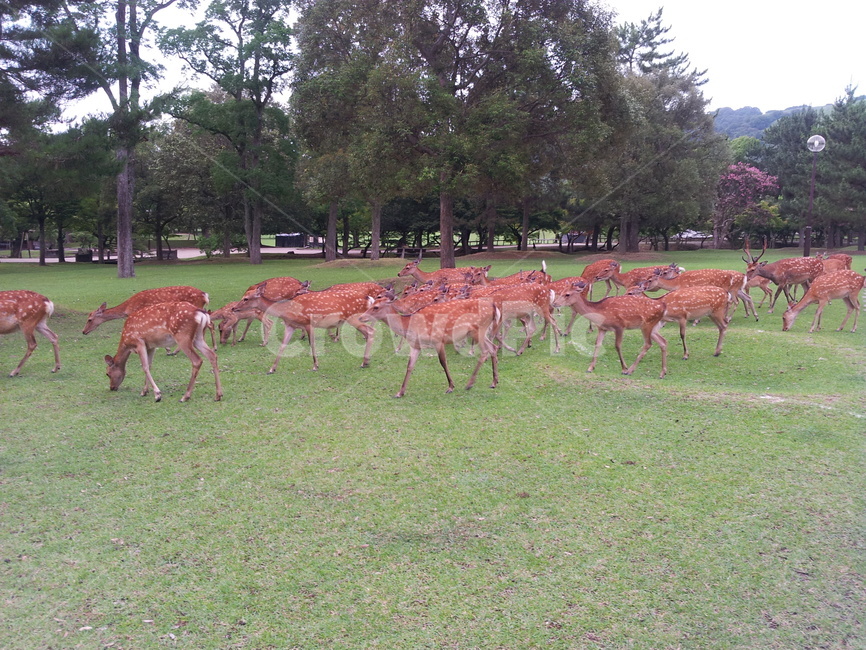 동물,사슴,포유류,야생동물,animal,deer,동물,animal,포유류,mammal
