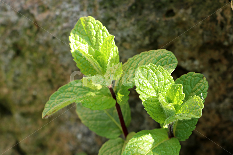 애플민트,허브,plant,식물,민트,mint