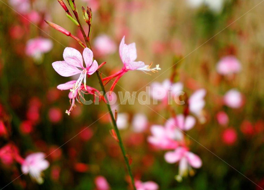 식물,꽃,분홍,야생화,들판,고요함,정적,단아함,flower,pink,식물,자연,plants,nature,꽃,flower
