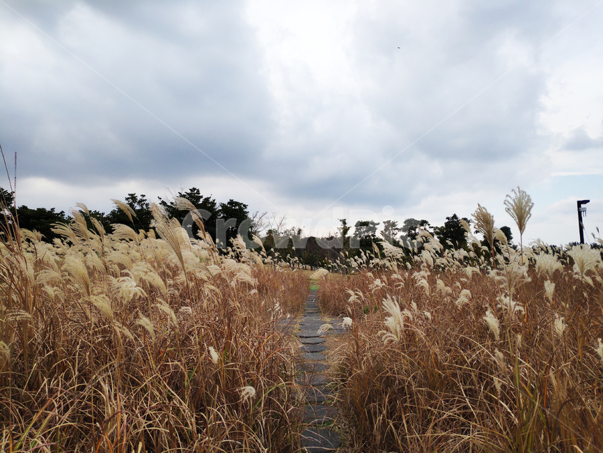 갈대,바람,자연,하늘,reed,wind,nature,sky,식물,plant,가을,계절,fall,autumn,season,식물,자연,plants,nature