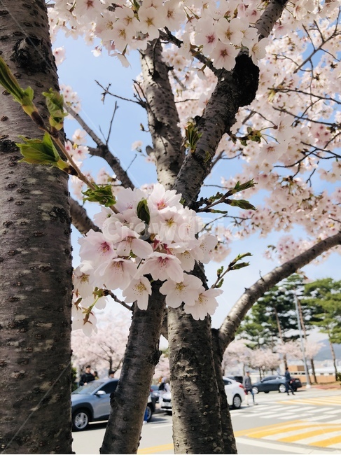 plant,식물,꽃,벚꽃,봄,flower,핸드폰사진