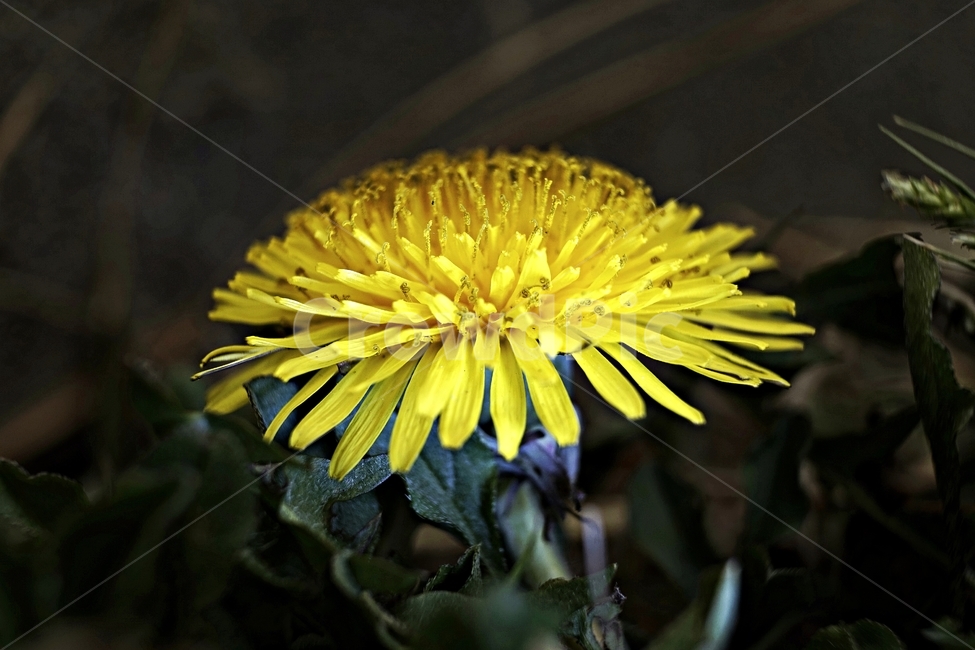 봄,민들레,계절,노랑,식물,꽃,꽃잎,dandelion,yellow,flower,season,spring,bloom,springtime,lovely,식물,자연,plants,nature,꽃,flower