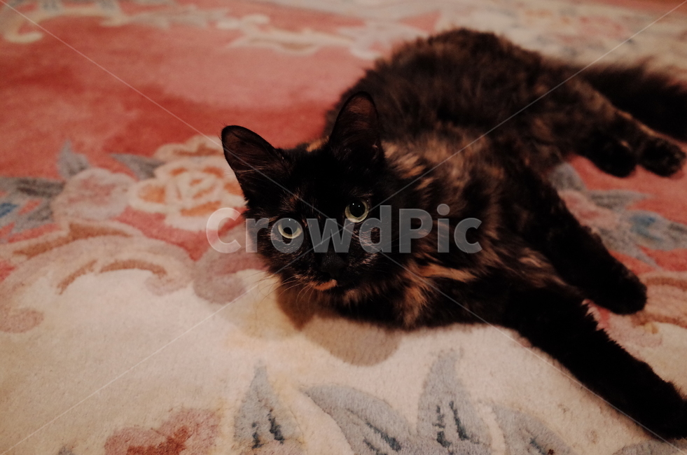 고양이,귀여움,반려,눈맞춤,휘게