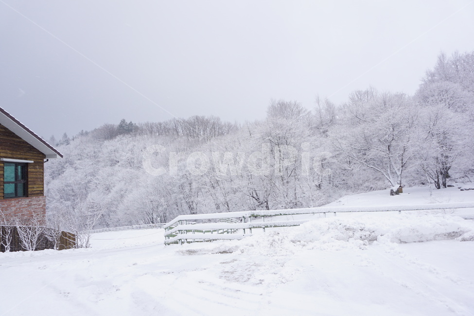 겨울,크리스마스,하얀눈,풍경,대관령,양떼목장,자연,winter,snow,강원도,겨울,계절,winter,season,자연,풍경,nature,landscape