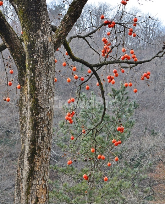 plant,식물,food,음식,fruit,과일,tree,나무,persimmon,감,감나무,홍시