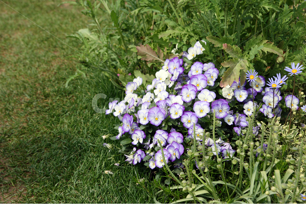 꽃,꽃사진,식물,자연,분홍낮달맞이,꽃달맞이꽃,Flower,식물,자연,plants,nature,꽃,flower