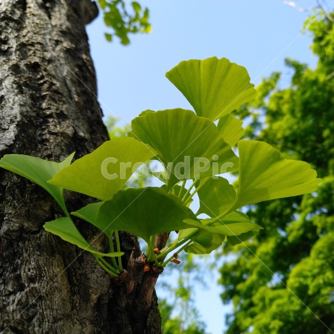 tree,나무,treetrunk,나무줄기,잎,leaf,식물,plant,은행나무,은행나무잎