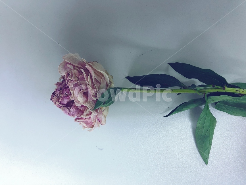 작약,꽃,드라이플라워,peony,flower,dryflower,plant,식물