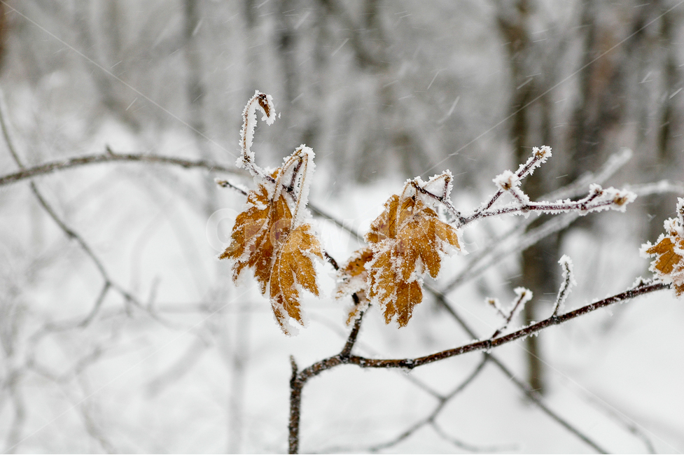 태백산,주목,등산,겨울산,설경,눈꽃,겨울,계절,winter,season,식물,자연,plants,nature