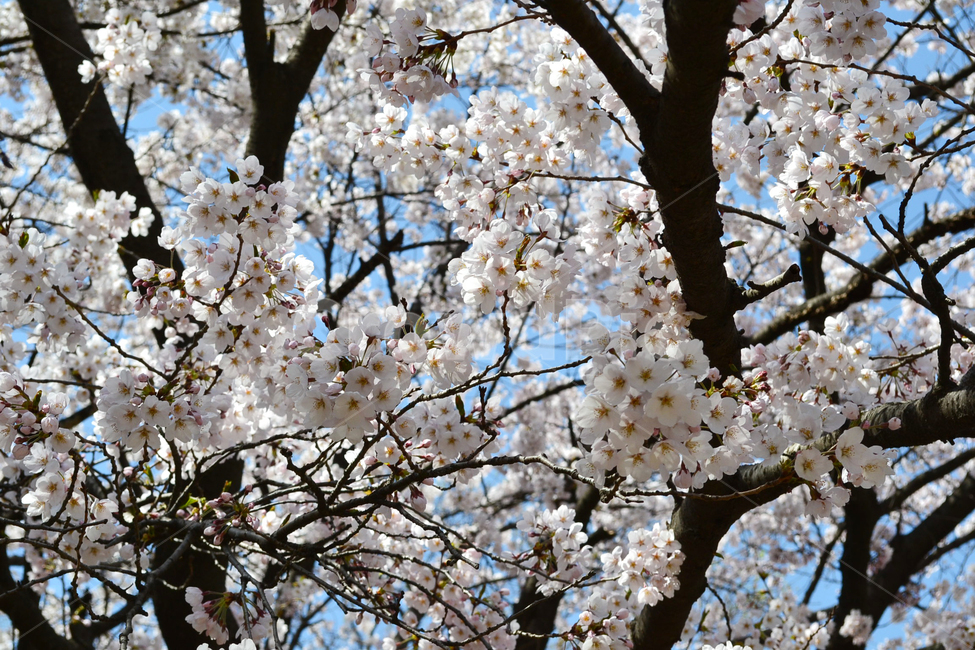 벚꽃,봄,꽃,벚나무,봄꽃,cherryblossom,spring,flower,봄,계절,spring,season,식물,자연,plants,nature,꽃,flower,plant,blossom,cherry blossom