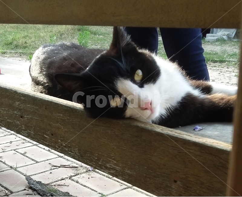 고양이,네로,아이컨택,길냥이,시크냥이,동물,animal,포유류,mammal,고양이,cat,kitten,kitty