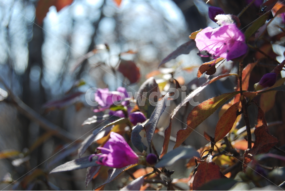 백암산,가을,자연휴양림,탐방로,공원,식물,자연,plants,nature,꽃,flower