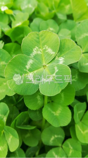 네잎클로버,clover,leaf,잎,plant,식물,클로버,식물,자연,plants,nature
