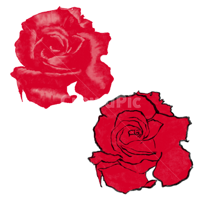 꽃,장미,일러스트,장미일러스트,꽃일러스트,rose,flower,illustration,drawing,누끼,remove background