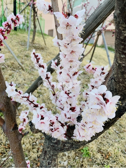 벚꽃,봄맞이,꽃나무,벚꽃나무,벚나무,봄,계절,spring,season,plant,식물,blossom,꽃,flower