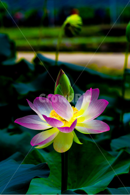 문야,연꽃,무늬,연잎,자연,식물,자연,plants,nature,꽃,flower