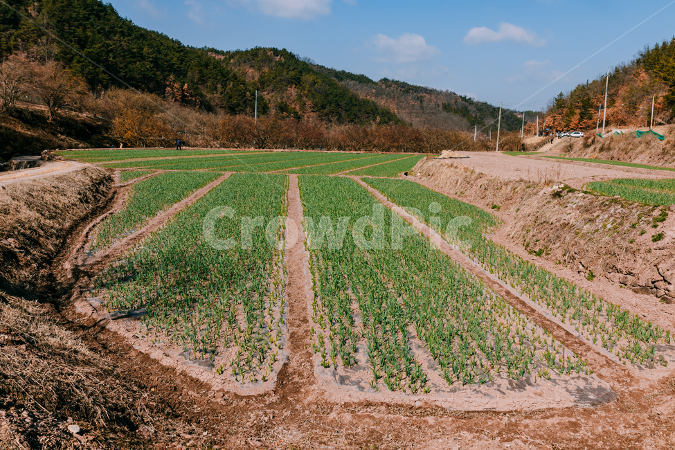 흙,바닥,옥외,자연,경치,풍경,시골,마늘밭,시골,마을,풍경,landscape,country,rural,town